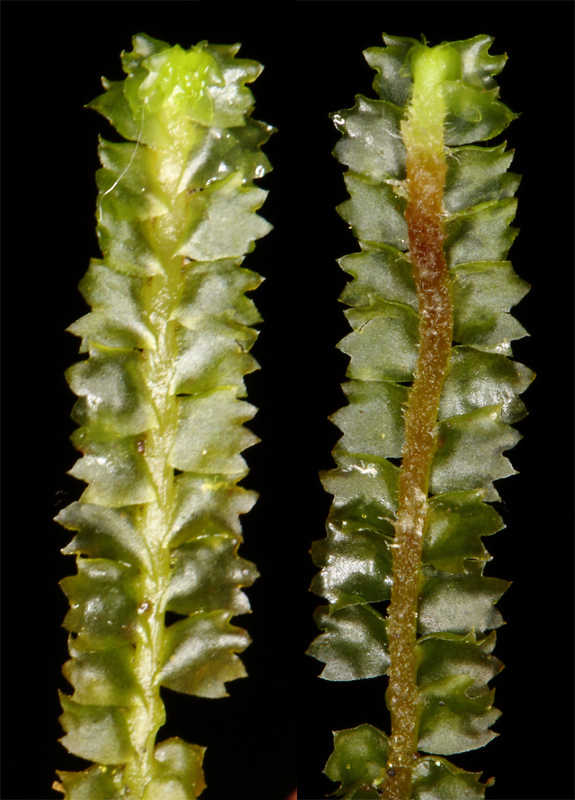 Barbilophozia barbata